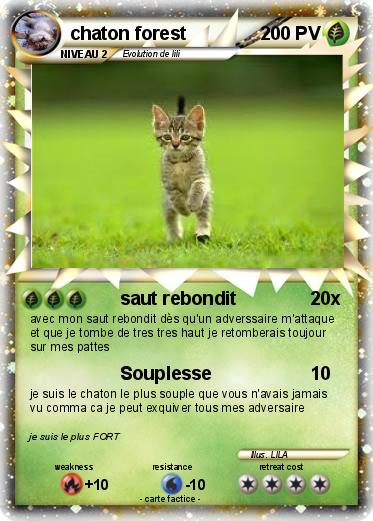 Pokemon chaton forest