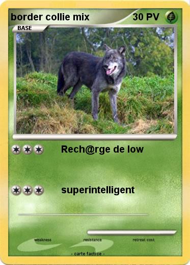 Pokemon border collie mix
