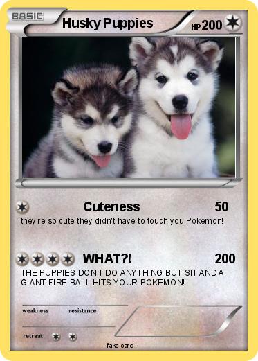 Pokemon Husky Puppies