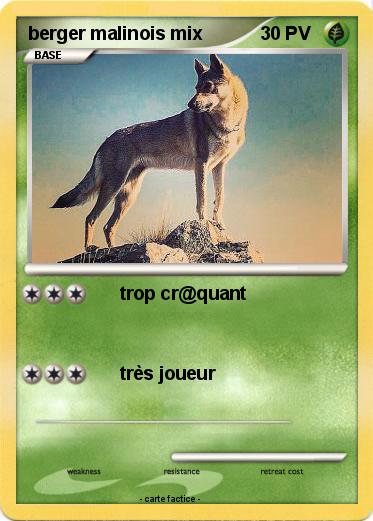 Pokemon berger malinois mix