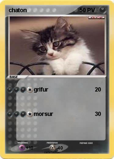Pokemon chaton