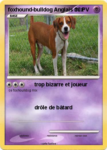 Pokemon foxhound-bulldog Anglais mix