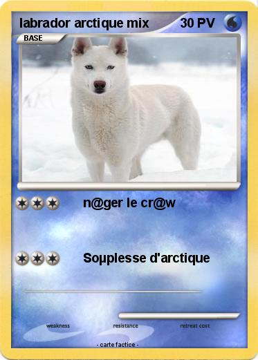 Pokemon labrador arctique mix