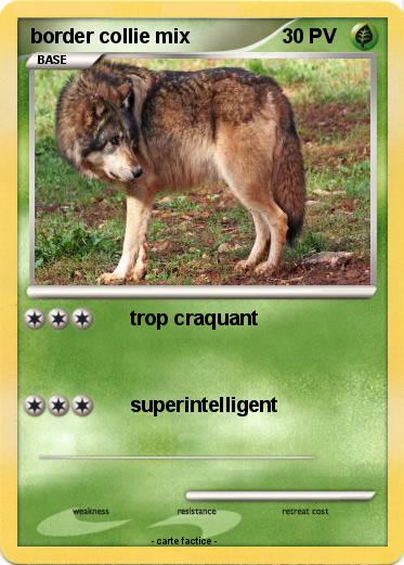 Pokemon border collie mix