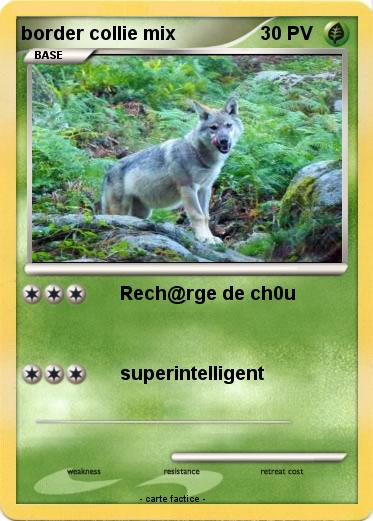 Pokemon border collie mix