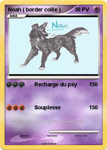 Pokemon Noah ( border collie )