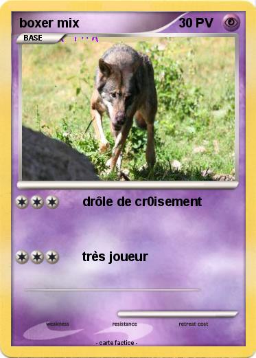 Pokemon boxer mix