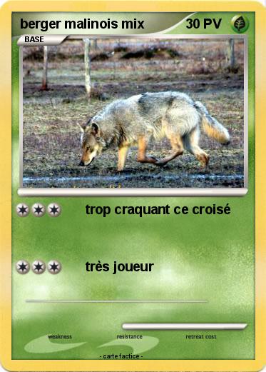 Pokemon berger malinois mix
