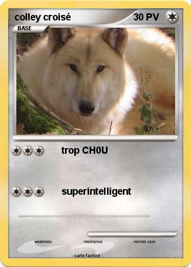 Pokemon colley croisé