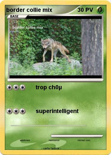 Pokemon border collie mix