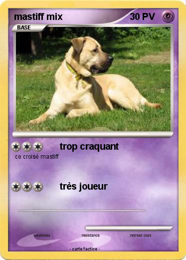 Pokemon mastiff mix