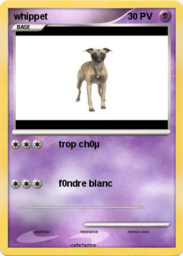 Pokemon whippet