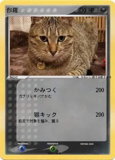 Pokemon 伽羅
