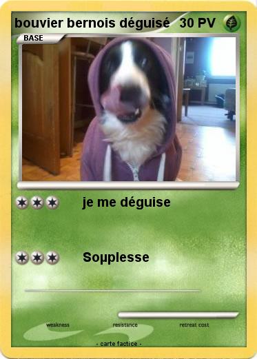 Pokemon bouvier bernois déguisé