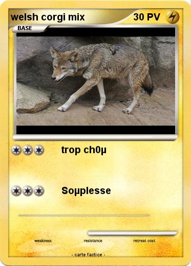 Pokemon welsh corgi mix