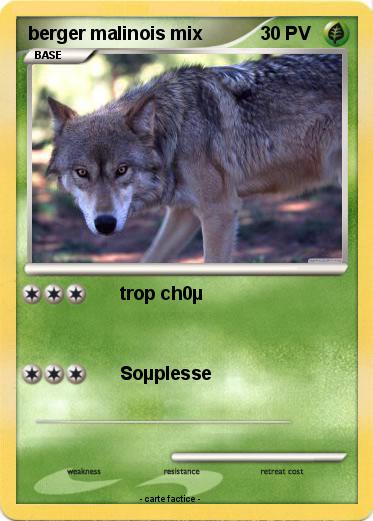 Pokemon berger malinois mix