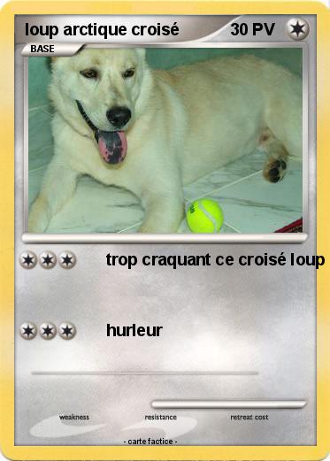 Pokemon loup arctique croisé