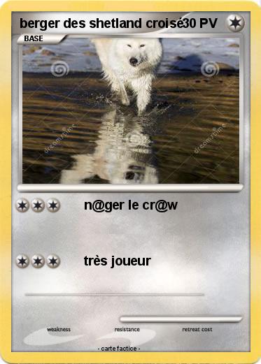 Pokemon berger des shetland croisé