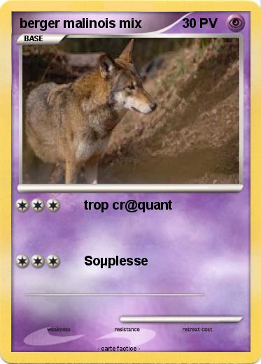 Pokemon berger malinois mix