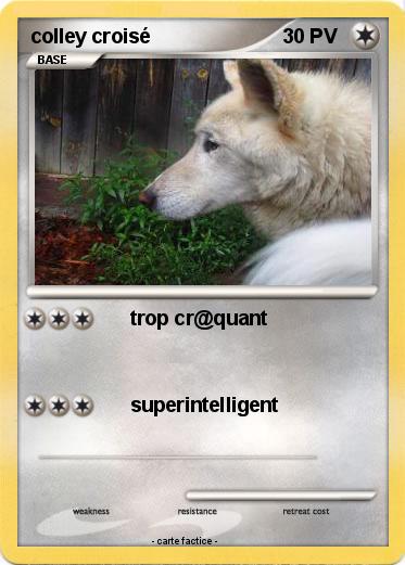 Pokemon colley croisé