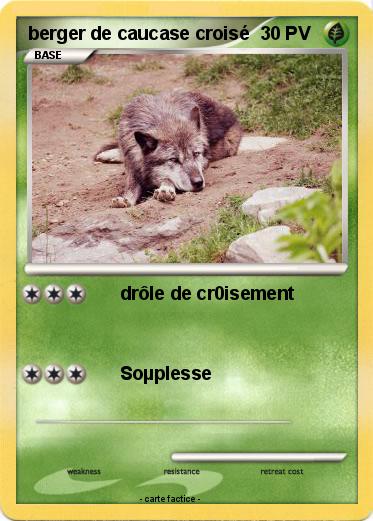 Pokemon berger de caucase croisé