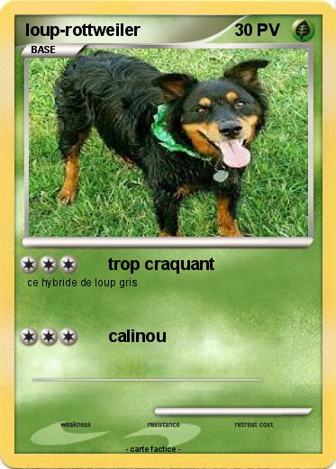 Pokemon loup-rottweiler