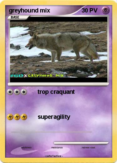 Pokemon greyhound mix