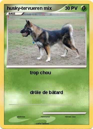 Pokemon husky-tervueren mix
