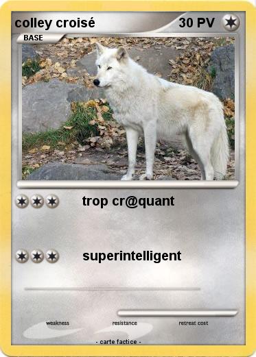 Pokemon colley croisé