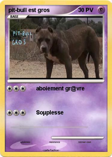 Pokemon pit-bull est gros