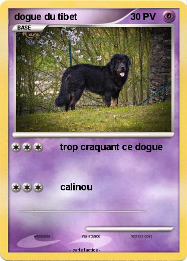 Pokemon dogue du tibet
