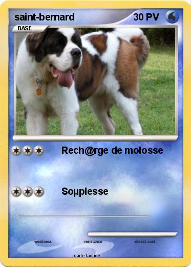 Pokemon saint-bernard