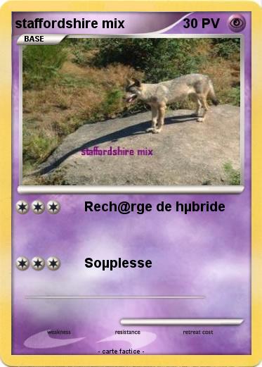Pokemon staffordshire mix