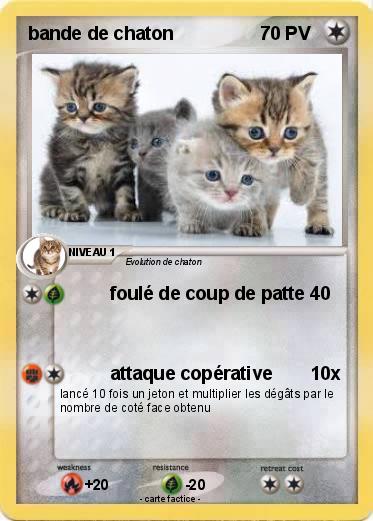 Pokemon bande de chaton