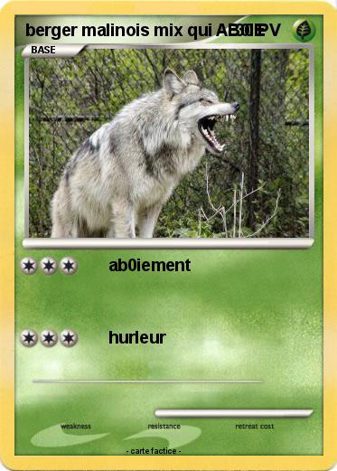 Pokemon berger malinois mix qui AB0IE