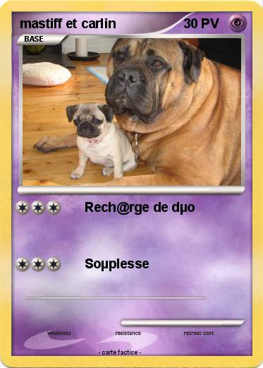 Pokemon mastiff et carlin
