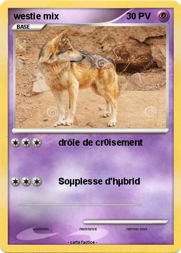 Pokemon westie mix