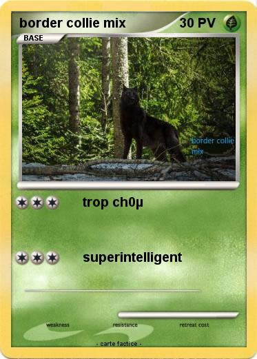Pokemon border collie mix