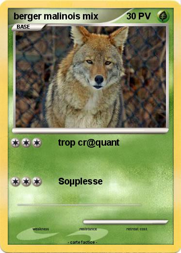 Pokemon berger malinois mix