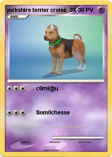 Pokemon yorkshire terrier croisé  3X