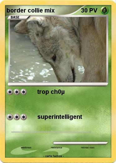 Pokemon border collie mix