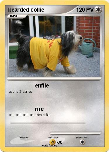 Pokemon bearded collie