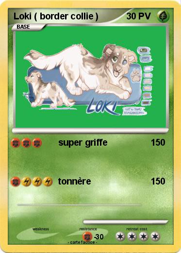 Pokemon Loki ( border collie )