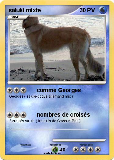 Pokemon saluki mixte