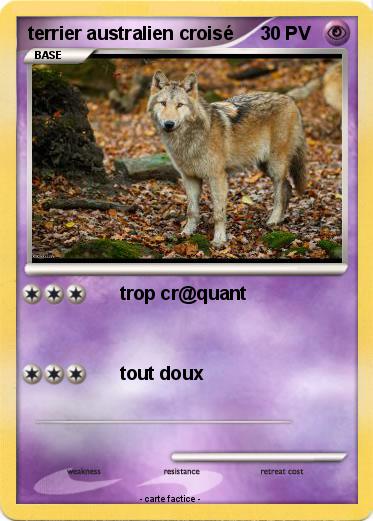 Pokemon terrier australien croisé