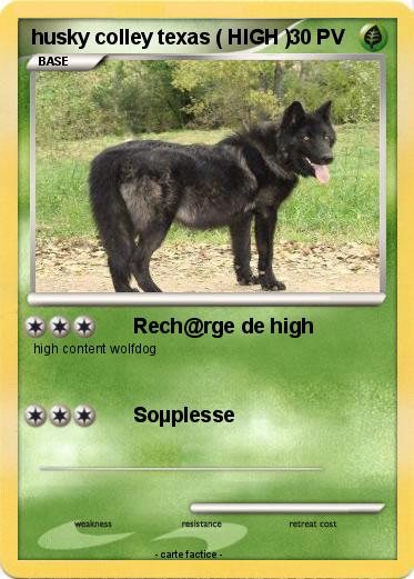 Pokemon husky colley texas ( HIGH )