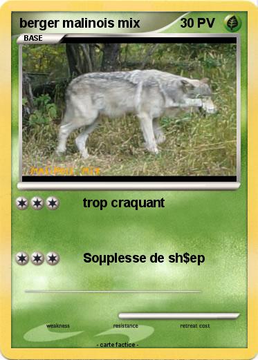 Pokemon berger malinois mix