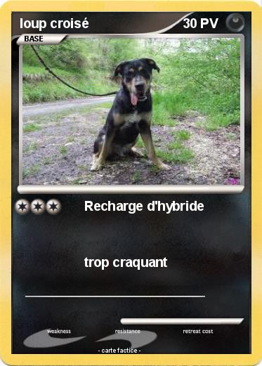 Pokemon loup croisé