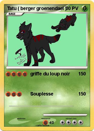 Pokemon Tatu ( berger groenendael )