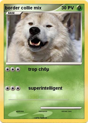 Pokemon border collie mix